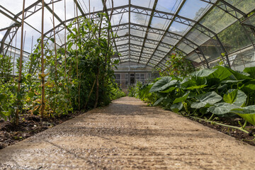 Fototapeta premium plants in greenhouse