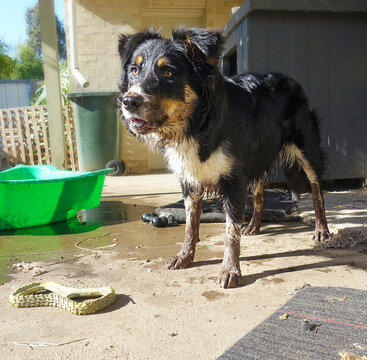 Dirty Dog Covered In Mud