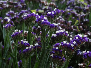 Fototapeta premium Perez's Sea Lavenders (Limonium Perezii, Seaform Statice, Marsh Rosemary) With Tiny White and Purple flowers are considered an Endangered Exotic Species