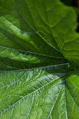 close up of green leaf