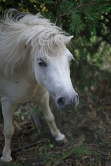 Obraz premium Crazy and white pony shakes itself. Cute pony among the branches scratches his back.