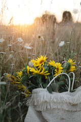 Beautiful sunflowers in straw bag in summer meadow in warm sunset light . Tranquil atmospheric moment in countryside. Gathering sunflowers bouquet among wildflowers in evening field