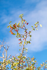 Red fruit of Crataegus monogyna, known as hawthorn or single-seeded hawthorn