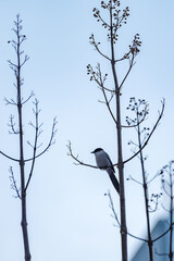 オナガが枝にとまる