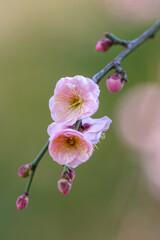 Fototapeta na wymiar 美しい背景と梅の花