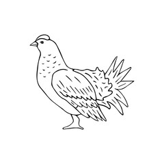 Vector hand drawn doodle sketch grouse bird isolated on white background