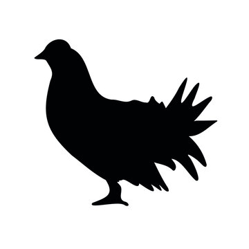recommend clip art: Vector hand drawn grouse bird silhouette isolated on white background