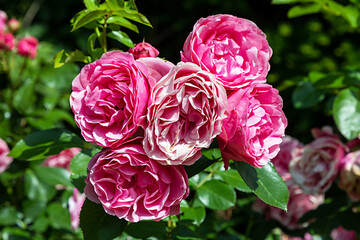 Rosa Rosenblüten an einem Rosenstrauch