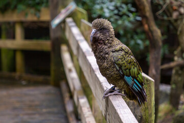 New Zealand Kea
