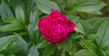 Beautiful dark pink peony blooming under the sun against the dark green of the garden. Selective focus