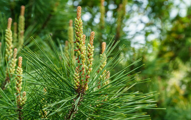 Young long shoots on pine Pinus densiflora Umbraculifera with evergreens background. Sunny day in spring garden. Nature concept for design. Selective focus