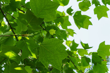 Fototapeta na wymiar Dark green leaves of a tulip tree against the blue sky in focus edged with blurred green leaves in sunlight. Nature concept for design