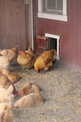 hen and chickens