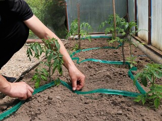 a man lays out a plastic thin green drip irrigation hose on the soil in a greenhouse with tomato seedlings, installing an automatic watering system in a village greenhouse for growing vegetables