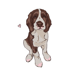 springer spaniel sitting on white background digital sketch  illustration puppy