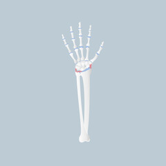 bone of the hand anatomy, internal organs body part orthopedic health care, vector illustration cartoon flat character design clip art