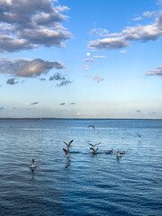 Flock of seagull birds flying over the sea