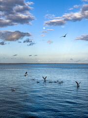 Flock of seagull birds flying over the sea