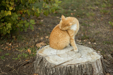 Ginger tom cat close up horizontal portrait from the side Domestic Animals Pets