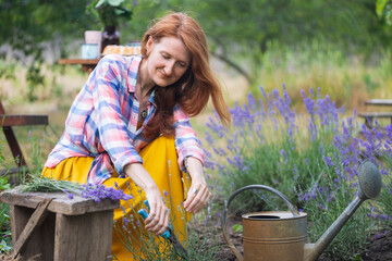 girl pruning lavender bush in the garden