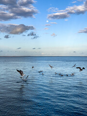 Flock of seagull birds flying over the sea