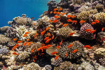 tropical coral reef and fishes in the sea	