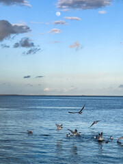 Flock of seagull birds flying over the sea