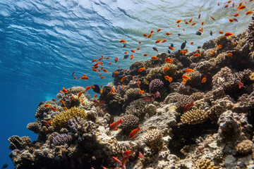 colored coral reef and fishes in the sea	