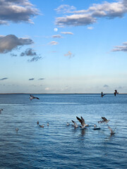 Flock of seagull birds flying over the sea