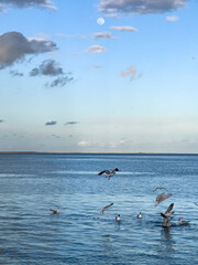 Flock of seagull birds flying over the sea