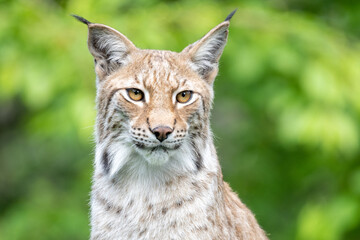 Naklejka na ściany i meble Portrait of wild lynx in natural habitat