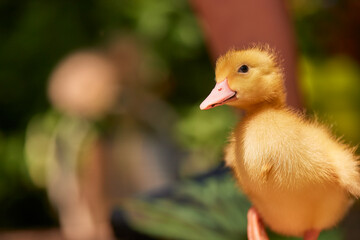 little free range ducklings on green grass in the sun, duck farm