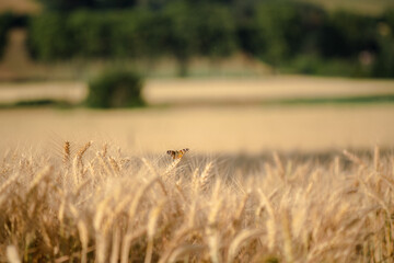 Butterfly in a wheat field at sunset