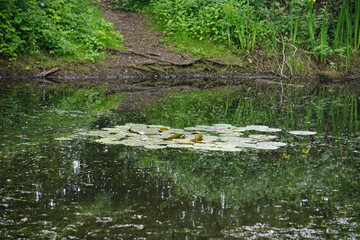 Lake views in Milton Country Park, Cambridge, June 2022