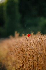 One poppy in a wheat field at sunset, with green background