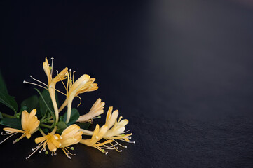Japanese Honeysuckle flowers on black background.