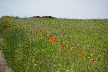 Meadow, wildflowers, poppies, cornflowers, polish fields, Witków, Lower silesia, Poland, June 2022