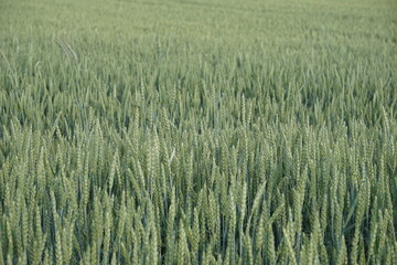 Wheat growing in the fields, June 2022, Poland