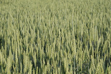 Wheat growing in the fields, June 2022, Poland