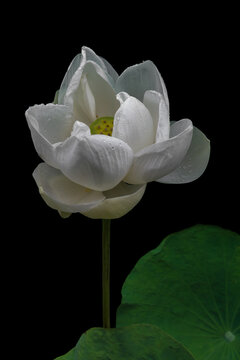 Closeup view of fresh and pure white lotus flower aka nelumbo nucifera with raindrops isolated on black background