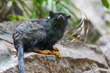 monkey