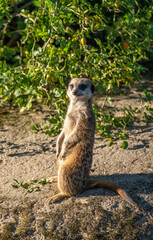meerkat
