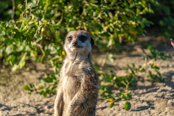 meerkat