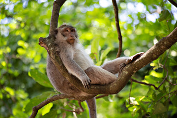 Cute funny monkey chilling in the Monkey Forest in Ubud, Bali