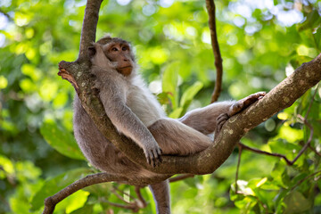 Cute funny monkey chilling in the Monkey Forest in Ubud, Bali