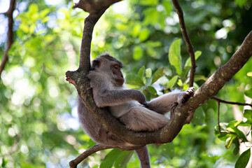 Cute funny monkey chilling in the Monkey Forest in Ubud, Bali