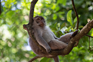 Cute funny monkey chilling in the Monkey Forest in Ubud, Bali