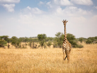 A Giraffe staring standing alone and staring at the camera in the Serengeti National Park in Tanzania - obrazy, fototapety, plakaty