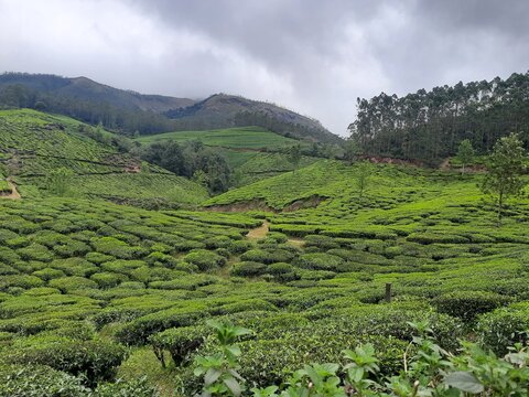 Tera Garden