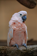 Pink cute cockatoo parrot in the Kuala Lumpur Birds park, Malaysia